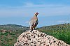 2019-DSC2218-Grece---Cap-Sounion---Oiseau.jpg