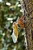 2019-JMD2451-SFLP---Notre-jardin---Mue-de-cigale---800.jpg