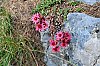 2019-JMD2670-Fleurs-en-montant-au-lac-d_Allos.jpg