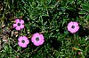 2019-JMD2725-Lac-d_Allos---Fleurs.jpg