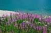 2019-JMD2737-Lac-d_Allos---Fleurs.jpg
