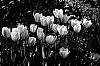 2019-N_B-02--ndeg26-SFPL---Maison-du-cygne---Tulipes.jpg