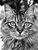 2020-JMD6698-Gemenos---Un-chat-Recadre-N_B.jpg
