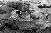 73-06-ndeg29-c-700.jpg
