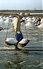 86-0052B-Pirate.jpg