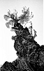 B_W-1-040x-Pirates.jpg