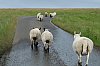 DSCF6014.jpg