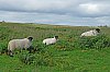 DSCF6552.jpg
