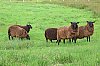 DSCF6569.jpg