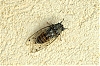 DSC_1425-2B-Le-Pirate.jpg