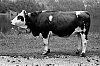 E-_Photos_Traitees_1982--03-ndeg38A-28Autriche29----Une-vache-c-700.jpg