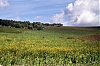 NC-181--014-r-Pirate.jpg