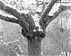 2013-11-21-foma100-300-30sf32.jpg