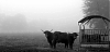 L1001985-nb.jpg