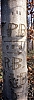 arbre_message-1.jpg