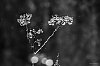 40D_Reveries_800x600-1257.jpg
